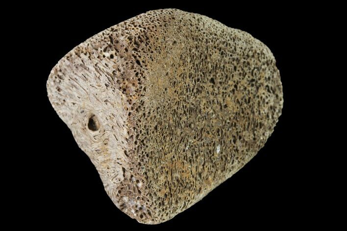 Fossil Hadrosaur Phalange - Alberta (Disposition #-) #143301